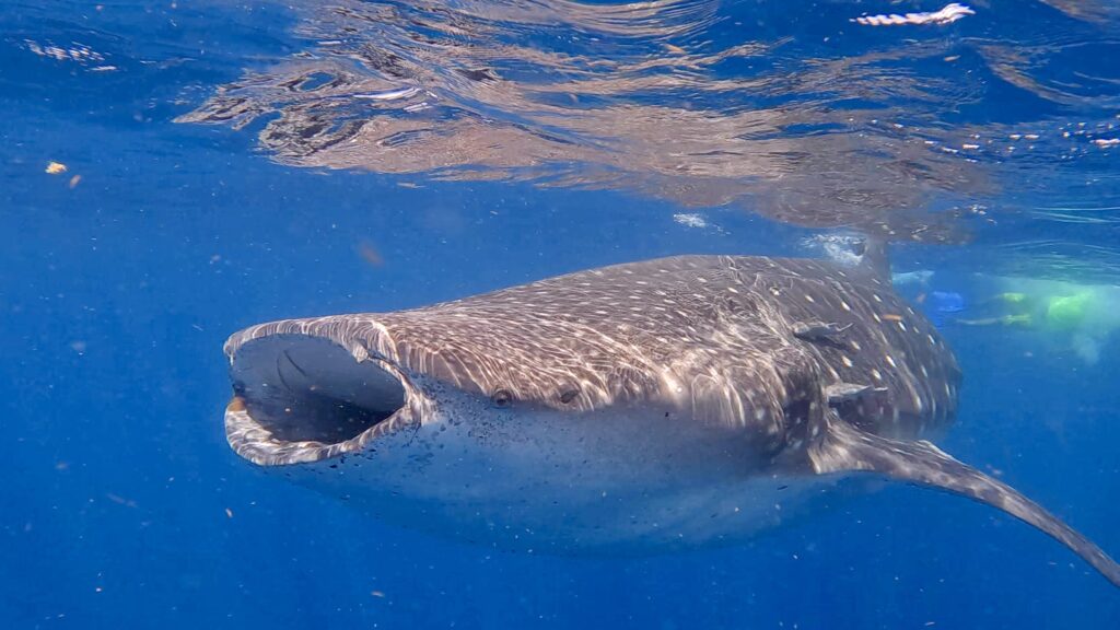 Whale shark swimming near the ocean surface
